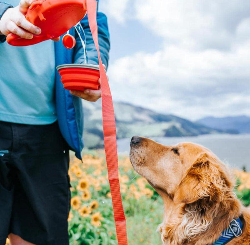 Sturdy 5-in-1 Leash - 50% OFF Limited Time Only!